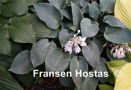 Hosta Irische See